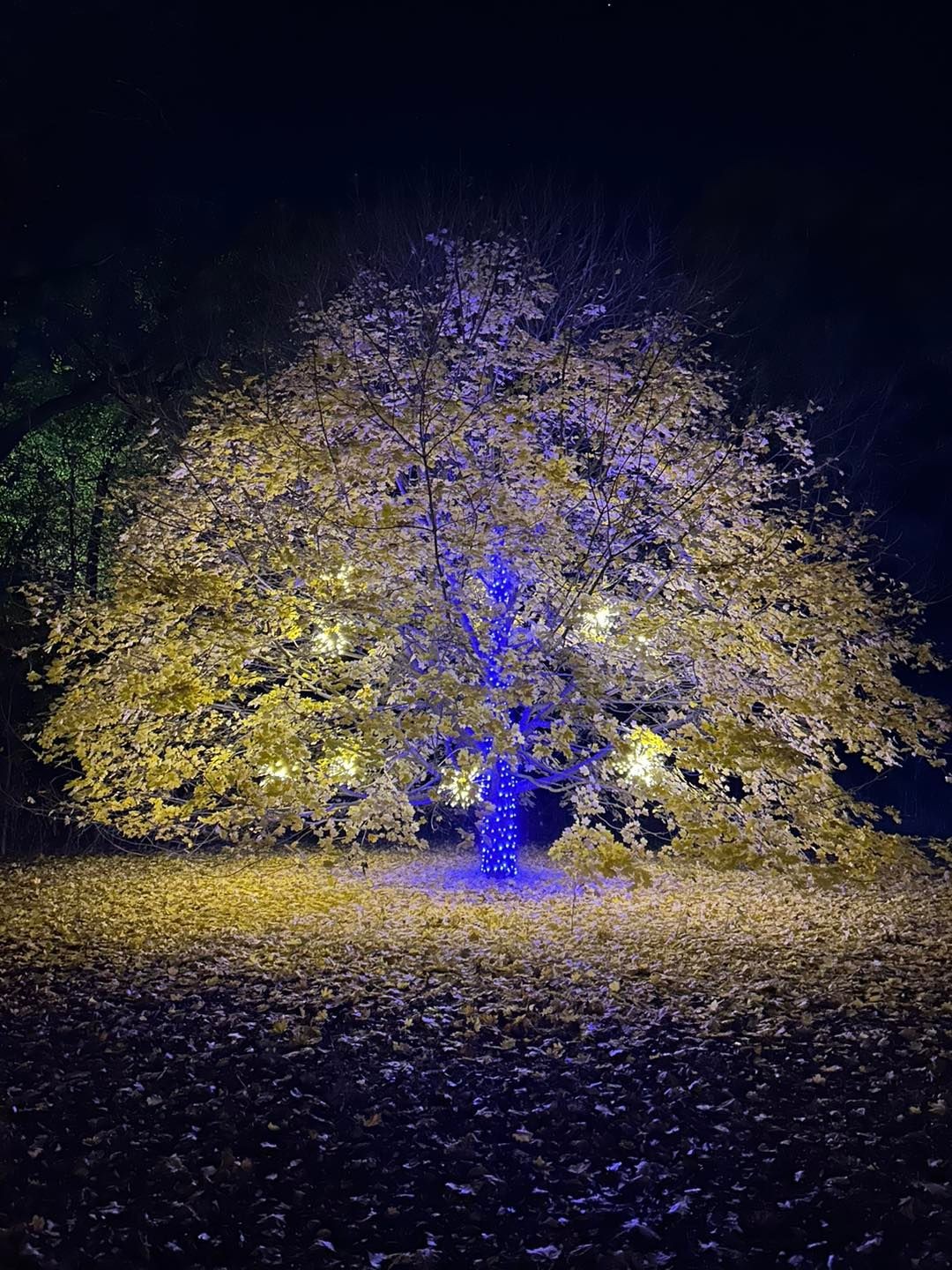 Verges Park tree decorated in LED lights and spritzers